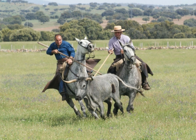 Alcanzando al animal